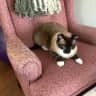 House sit pet parent - Sitter in beautiful Mill Bay, Bc