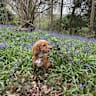 House sit pet parent - A loving family dog and home in the picturesque riverside area of Maidenhead