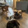 House sit pet parent - Looking for a wonderful time with dogs in a fantastic countryside ?
