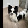 House sit pet parent - We are looking for someone to look after our playful 2-year old papillon, Badger