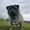 House sit pet parent - Regular, dog savvy, relaxed home sitter needed for three pugs