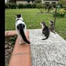 House sit pet parent - Three lovely cats needing a carer in southwest france