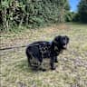 House sit pet parent - Birkerød city center dog and cat family just 30 minutes from Copenhagen Central.