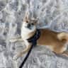 House sit pet parent - Shiba Inu in Baton Rouge, December 7-21st