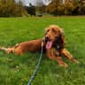 House sit pet parent - Surrounded by orchards near Canterbury. Sitter needed for our young dog.