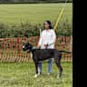 House sit pet parent - Lovely home in Herefordshire with dog & chickens