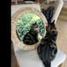 House sit pet parent - Beautiful green, leafy home in central London, while taking care of cuddly Coco!