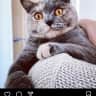 House sit pet parent - British Shorthair looking for some company