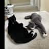 House sit pet parent - Home in Edgemont Village, North Vancouver with 2 young cats ready for indoor fun