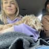 House sit pet parent - Spacious home near the Hague beach with loving dog