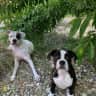 House sit pet parent - Looking for a loving dog sitter for our babies