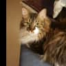 House sit pet parent - Mature woman or couple needed to care for 2 cats in Scottsdale, Arizona,  in a 3-bedroom home in a gated community.