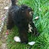 House sit pet parent - Teddy and Lulu in Arundel