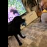 House sit pet parent - Labrador looking for new friends