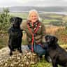 House sit pet parent - Large Country House in Rural Somerset with Two Lovely Labradors