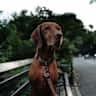 House sit pet parent - Upper East Side apartment, 100m from Central Park, sweet Vizsla Shaq