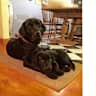 House sit pet parent - Charming and quiet Vaughn Bay house with Labrador Retriever.