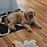 House sit pet parent - Dog Sitting and Halloween Candy Hand Out Requested in Cedar Isles Dean