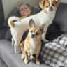 House sit pet parent - Sitter needed for 2 adorable little chihuahua mixes