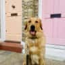 House sit pet parent - 2Bed, 1Bath, 1 Golden Retriever in Shoreditch!