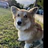 House sit pet parent - Fabulous Corgi is looking for a helper in Kent