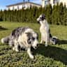 House sit pet parent - Great temporary home in the Altmuehl valley/ Bavaria