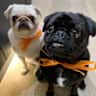 House sit pet parent - 1-16 August 2025