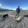 House sit pet parent - Nature lovers paradise, mountain home in Colorado with 2 sweet dogs & cat.