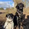 House sit pet parent - Gorgeous Barn and its two dogs in the countryside of Norfolk