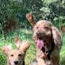 House sit pet parent - Charming family home in a Hampshire village with 2 cuddly dogs & a friendly cat