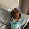 House sit pet parent - Looking for a dog and cat sitter for a calm home in Haaltert