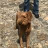House sit pet parent - Oxford House/Dog Sit