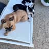 House sit pet parent - Looking for a dog sitter for our 2 elderly dogs and 2 rescue cats.
