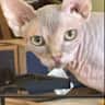House sit pet parent - Three Sphynx and a cozy home need a sitter.