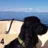 House sit pet parent - Dog sitter required in Finnish Lapland