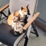 House sit pet parent - You would be in love with my babys