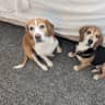 House sit pet parent - Beagle Lovers Wanted! Private Room, Bath, Kitchen, Gym, Office