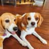 House sit pet parent - Tropical Cairns with two adorable dogs