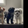 House sit pet parent - Gig Harbor Getaway!