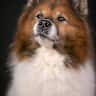 House sit pet parent - Liebevoller Hundeliebhaber gesucht