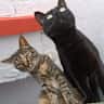 House sit pet parent - Cozy Central Barcelona Home with Two Sweet Cats