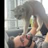 House sit pet parent - June 21-30, downtown Toronto, single cat