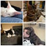 House sit pet parent - Humble home with adorable pets