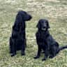 House sit pet parent - House and Pet sitter required for our three dogs and 24 hens.