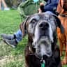 House sit pet parent - Relaxed dog & relaxed home!