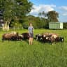 House sit pet parent - Peaceful Rural Oxfordshire