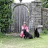 House sit pet parent - Four Friendly Labradors