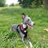 House sit pet parent - Come stay with our cuddly, lovable Whippet! You will fall in love!