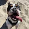 House sit pet parent - Biggie Needs a Buddy
