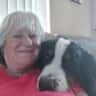 House sit pet parent - Who can handle 4 huge dogs, with your own field in a countryside location?